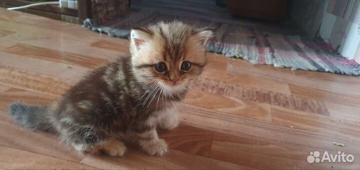 Продам котят