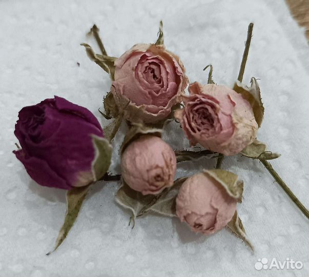 Роза сухоцвет минибутоны