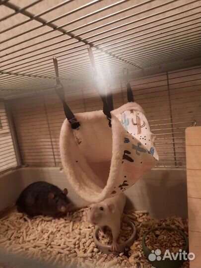 Клетка с крысами Дамбо