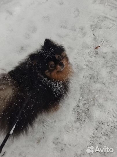 Шпиц для вязки