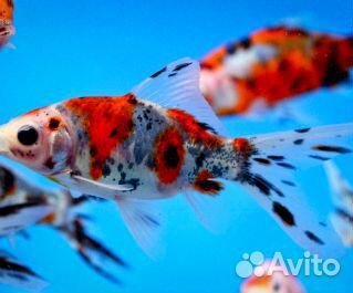 Шубункин. Комета. Золотая рыбка