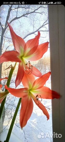 Гиппеаструм