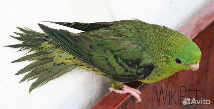 Попугайчики пара катаринок