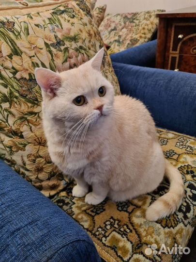 Кот и кошка