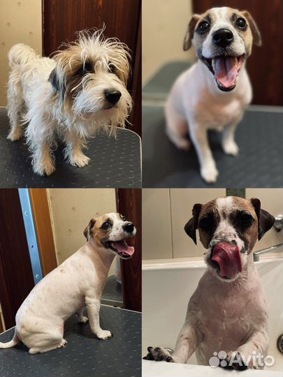 Груминг. Стрижка собак, экспресс-линька, тримминг