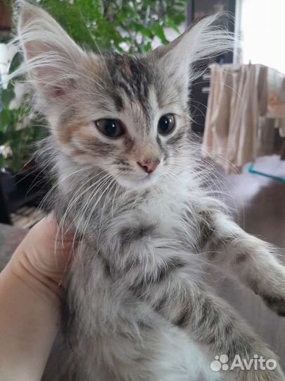 Котики и кошечки в добрые руки