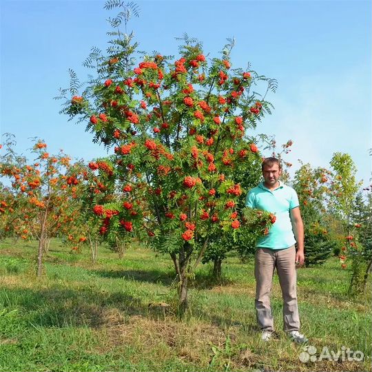 Рябина 2-3.5 м крупномер extra