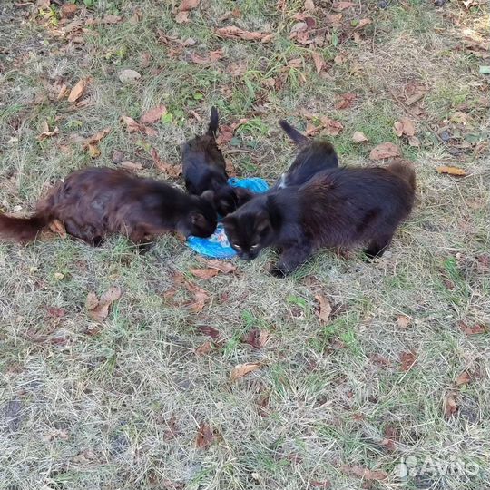 Котик с раной