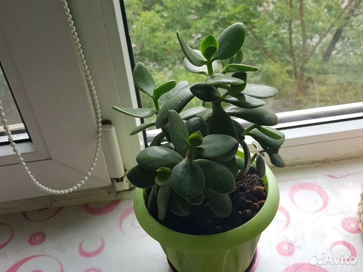 Денежное дерево