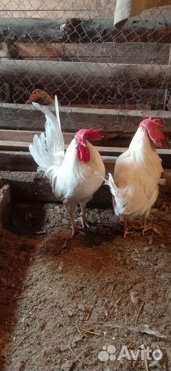 Молодые петухи