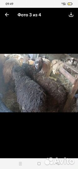 Продам овец