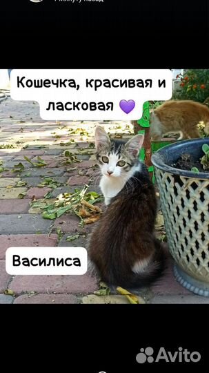 Котята в добрые руки