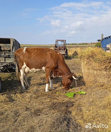 Коровы дойные