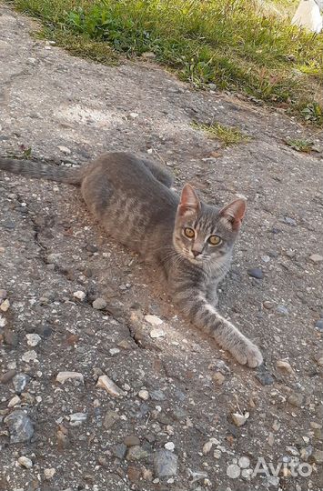 Котёнок девочка