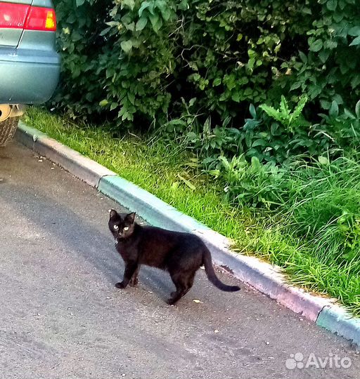 Кошечке нужен дом
