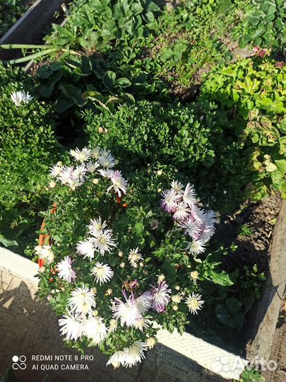 Хризантемы