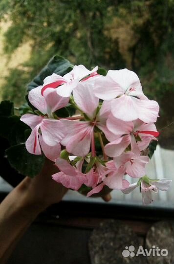 Бегония розовя белая,герань пеларгония крап