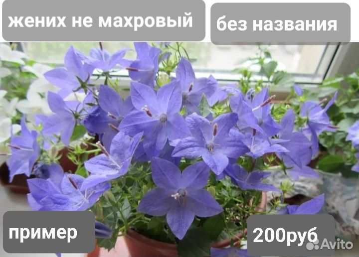 Кампанула жених и невеста черенки