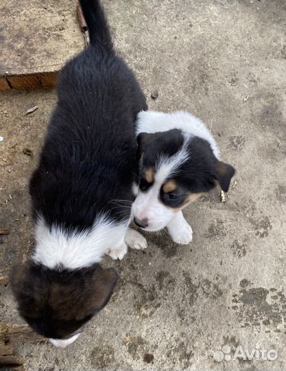 Отдам в добрые руки