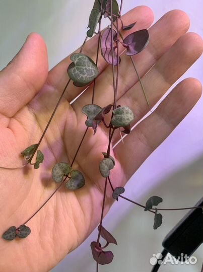 Церопегии / Ceropegia