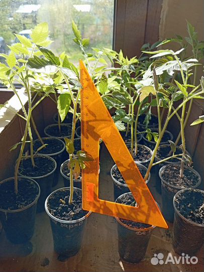 Рассада помидор томата