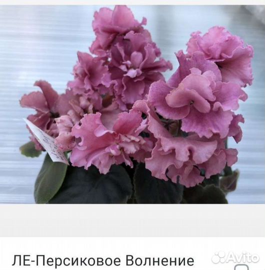 Сортовые фиалки