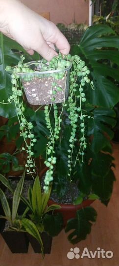 Крестовник роули