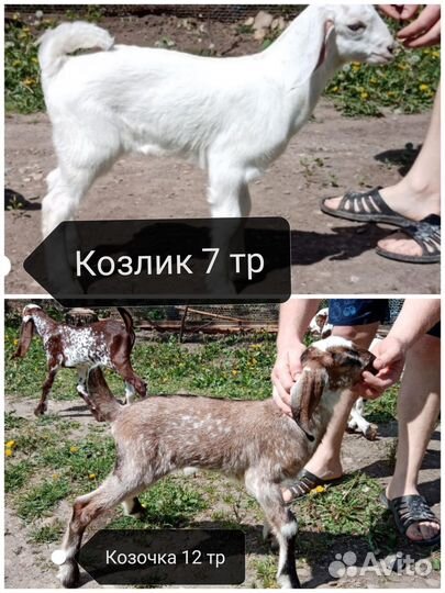 Козлята биталы
