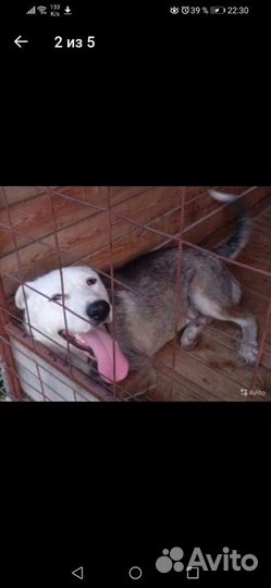 Собака Бобби