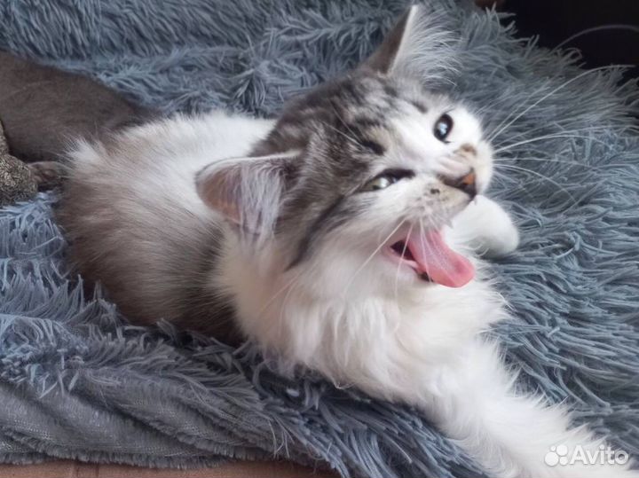 Кошка в дар бесплатно