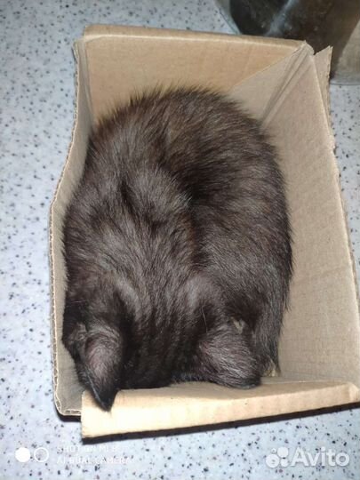 Кошки в добрые руки