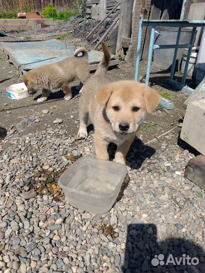 Маленькая собака