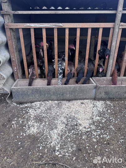 Бойцовая птица