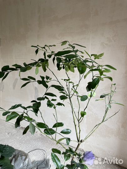 Лимонное дерево