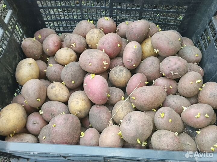 Семенной картофель