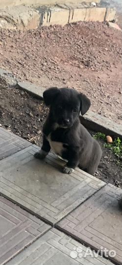 Щенки маленькой проды