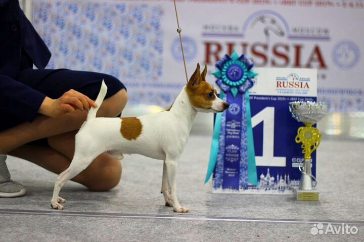 Вязка кобель той-фокстерьера