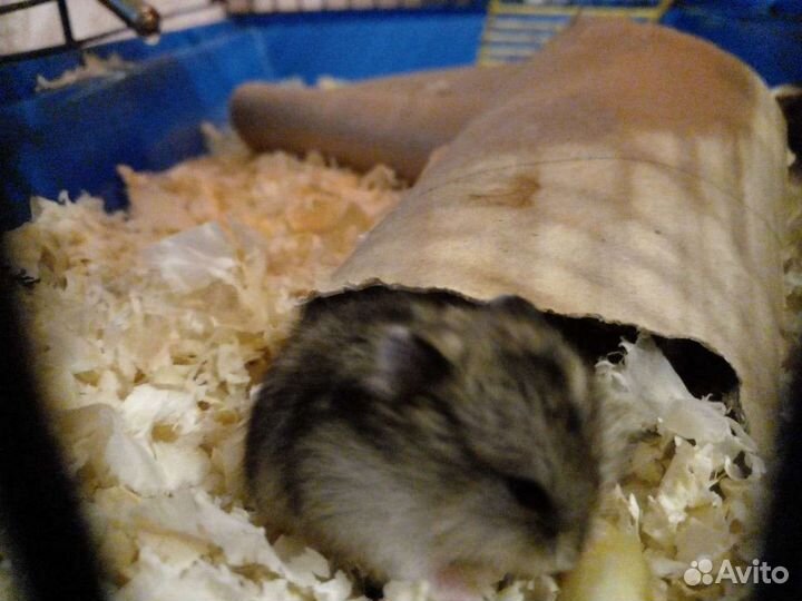 Джунгарский хомяк