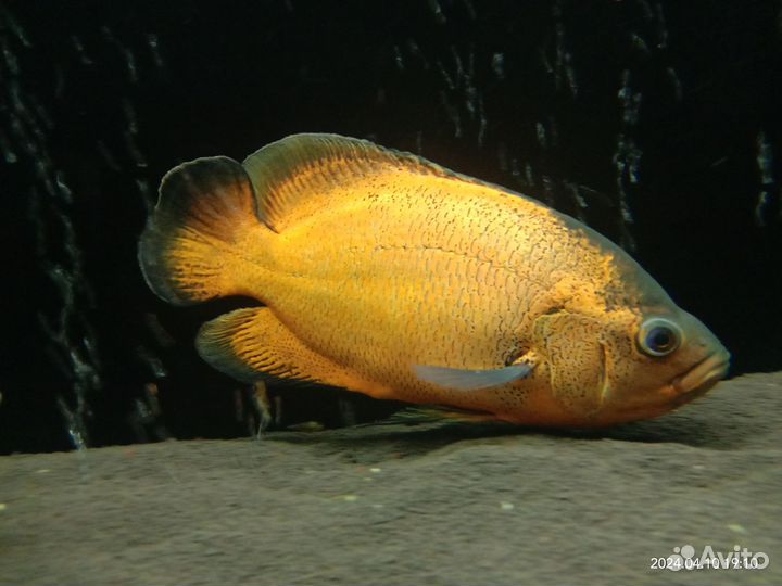 Астранотус