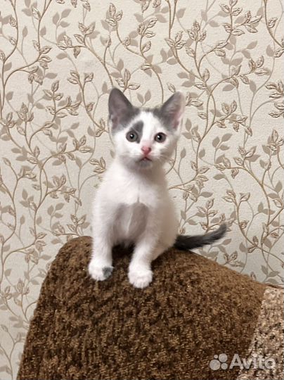 Котенок мальчик 1 месяц