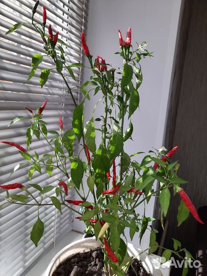 Семена перчика