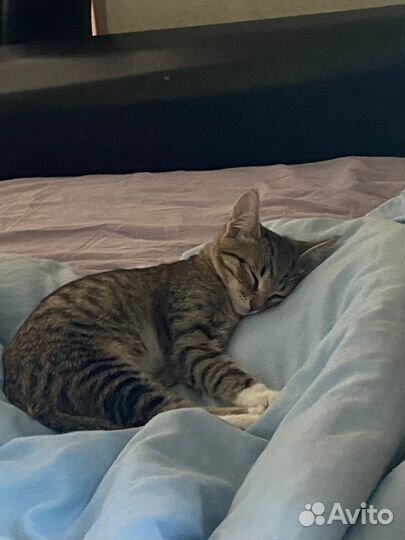 Кошка бесплатно