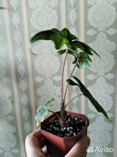 Алоказия Жаклин. Эпипремнум Годзилла