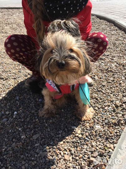 Йорк девочка ищет мальчика