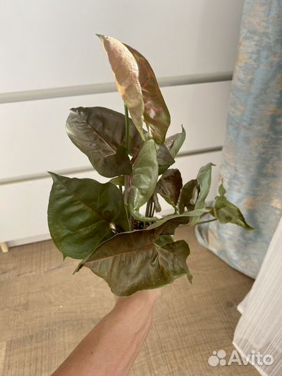 Сингониум Арроу и Арон браун