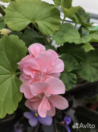 Пеларгония герань розовая