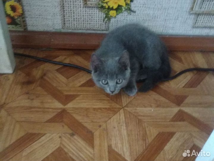 Котята