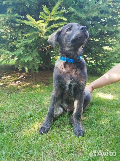 Собака в добрые руки отдам бесплатно