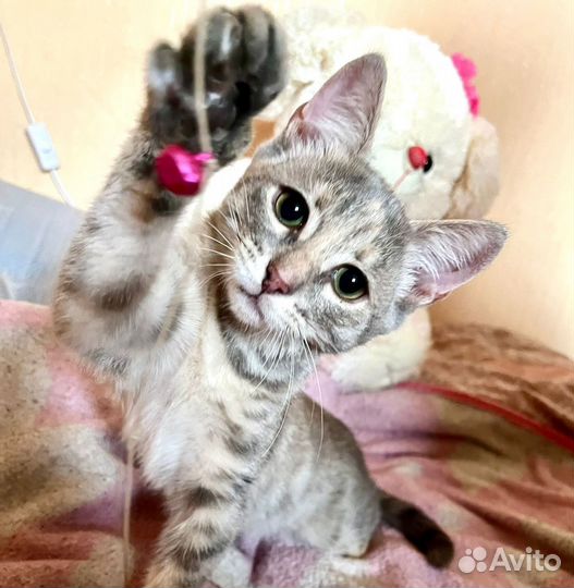 Кошка в дар