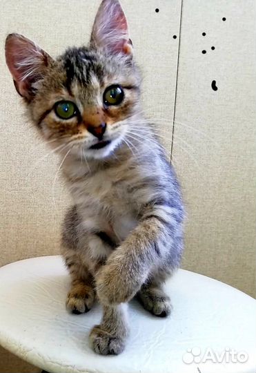 Кошка в дар